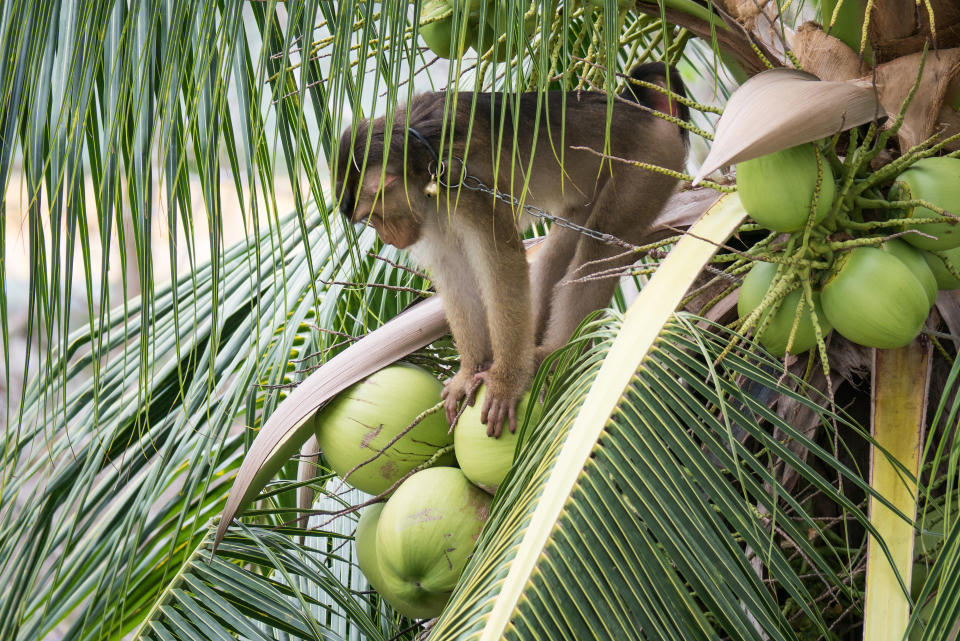 In Thailand werden häufig angekettete Affen für die Kokosnussernte ausgebeutet (Bild: Getty Images)