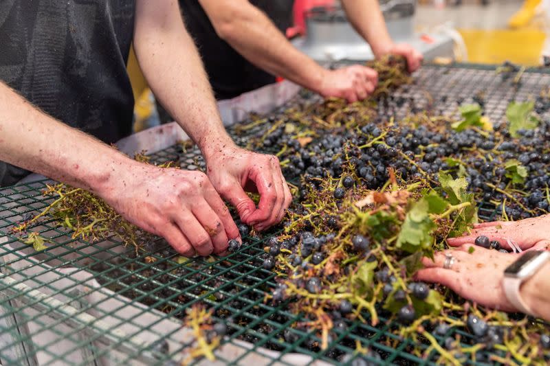 Volunteers de-stem grapes by hand at the Renegade Urban Winery in London