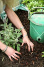 <p> Weeding can be one of the most soul-destroying of garden tasks, but there are two key ways to keep them at bay. One is mulching &#x2013; laying a thick layer of well-rotted manure, garden compost, leaf mould or composted bark around your plants. As well as locking in moisture, a mulch also blocks the light, meaning that weeds won&apos;t come to the surface. </p> <p> The other key to a weed-free garden is dense planting &#x2013; where there&apos;s a plant, there won&apos;t be a weed. So, pack every border and you will notice a big reduction in the time you need to spend on your hands and knees, pulling out that pesky chickweed.&#xA0; </p> <p> Low-growing &apos;ground-cover&apos; plants around shrubs are useful for this &#x2013; try Vinca minor and Pachysandra terminalis. </p>