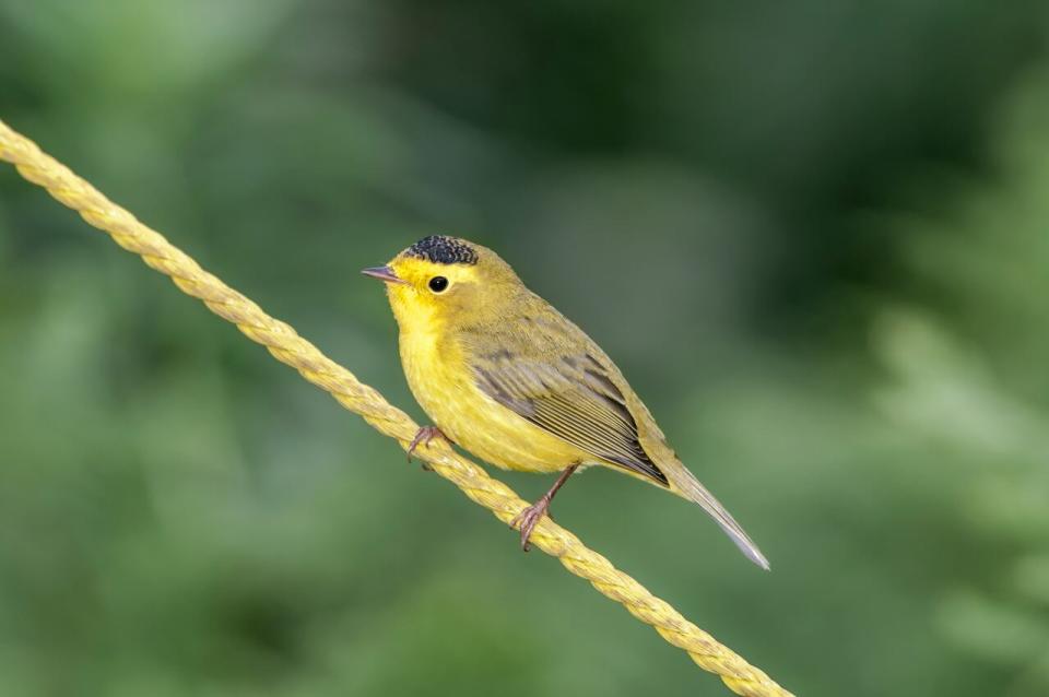 Keep an eye out for Wilson's Warbler's which B.C. teen birder Adam Dhalla says should arrive in B.C. in the coming weeks.