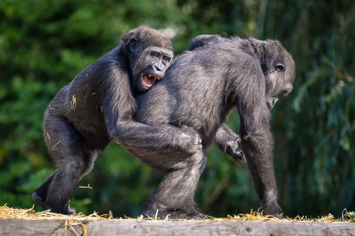 Young western lowland gorillas play at Bristol Zoo Gardens. (PA)
