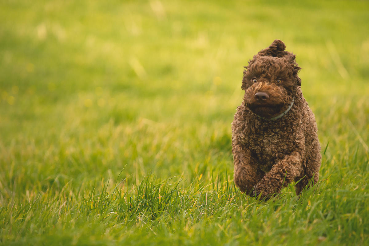 How to get rid of dog pee spots on your lawn