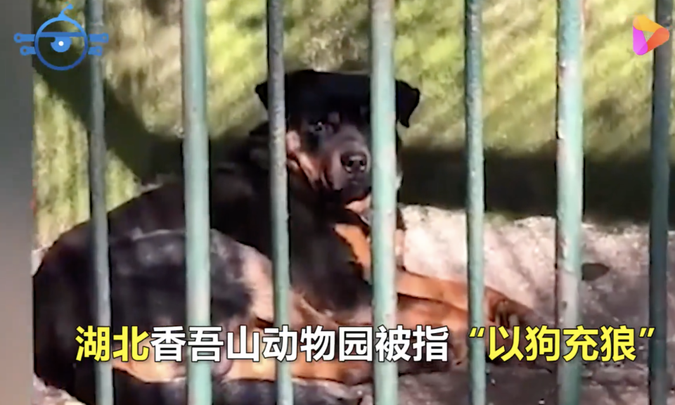 A dog seen in the wolf enclosure at Xiangwushan Zoo in Xianning.