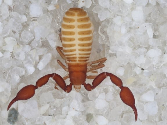 Two new species of cave-adapted, eyeless pseudoscorpions have been discovered in a cave on the northern rim of the Grand Canyon. Here, one of the species, <i>Tuberochernes cohni</i>.