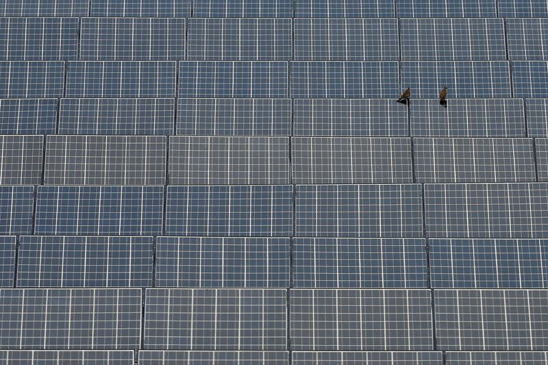 FILE PHOTO: Birds sit on panels at a farm owned by SPCG in Korat