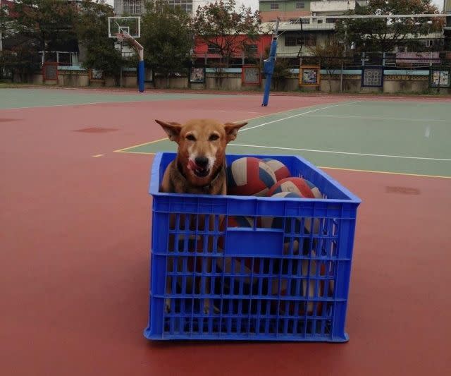 別看這隻校園犬很呆萌的，遇見可疑人士也可以非常帥氣勇猛。    圖：新北市動保處提供 