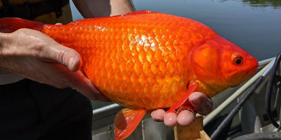 A person holds an extremely large goldfish found in Minnesota's Keller Lake.