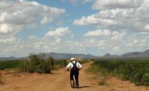 A Mennonite man rides a scooter in a cotton field in the Sabinal community in Mexico's Chihuahua State -- Mennonites do not use cars or any kind of mechanical mode of transportation