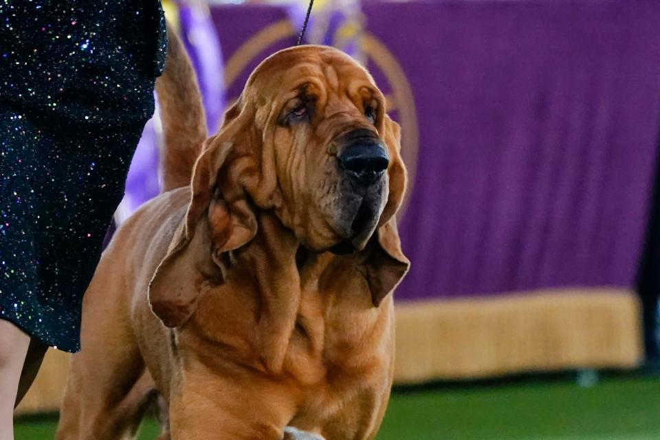 號稱狗屆奧斯卡的美國「西敏犬展」，本屆總冠軍，最終由4歲半的尋血獵犬「小喇叭」奪下。（AFP）