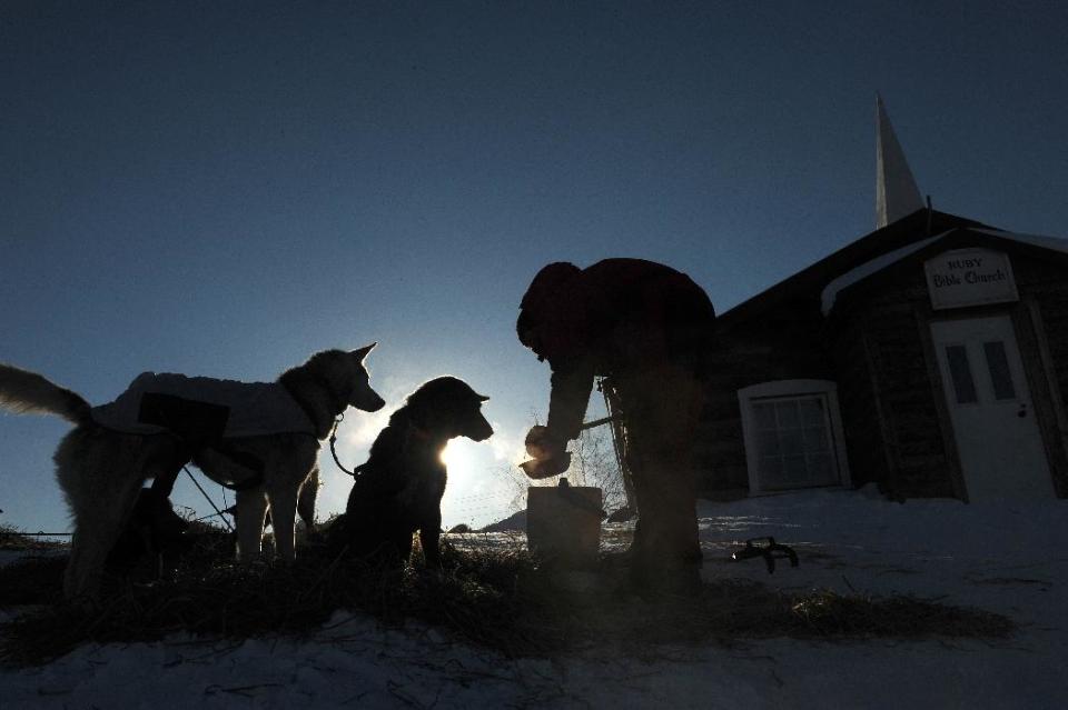 Ray Redington Jr., from Wasilla, Ak., feeds his dogs next to the Ruby Bible Church at the Ruby checkpoint during the 2014 Iditarod Trail Sled Dog Race on Friday, March 7, 2014. (AP Photo/The Anchorage Daily News, Bob Hallinen) LOCAL TV OUT (KTUU-TV, KTVA-TV) LOCAL PRINT OUT (THE ANCHORAGE PRESS, THE ALASKA DISPATCH)