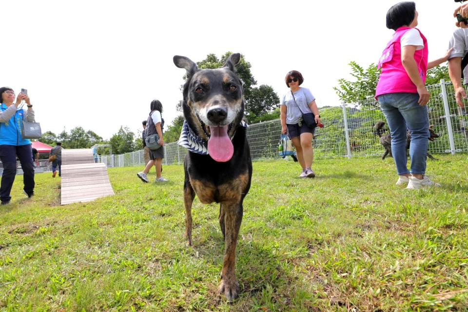 基隆市首座寵物公園落腳暖暖運動公園，昨日正式啟用，吸引許多毛爸毛媽帶著毛小孩前來玩耍。（翻攝自基隆市政府官網）