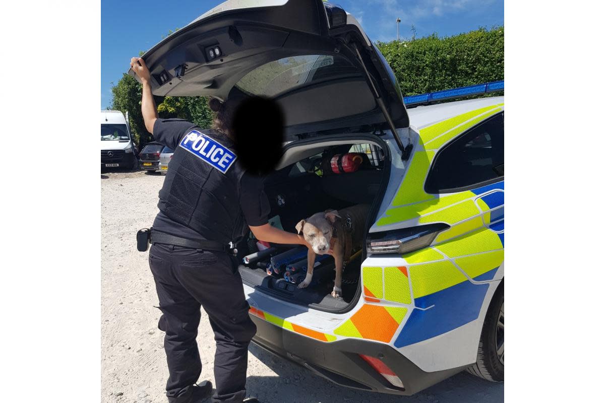 Dog rescued from 'sweltering car' by police <i>(Image: Bournemouth Police)</i>