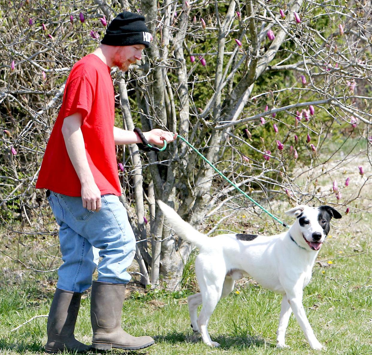 White River Humane Society employee Cletus Goen takes Wesley for a walk. Wesley is a sweet dog who loves toys, treats, and food. He is a 2-year-old black and white Jack Russell terrier mix.