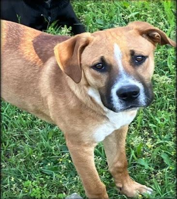 This is Bolt our little shepherd bulldog mix. He is around 5 to 6 months old. He has the goofiest personality and LOVES playing in anything green. He hasn’t met a bush he didn’t like to jump in.