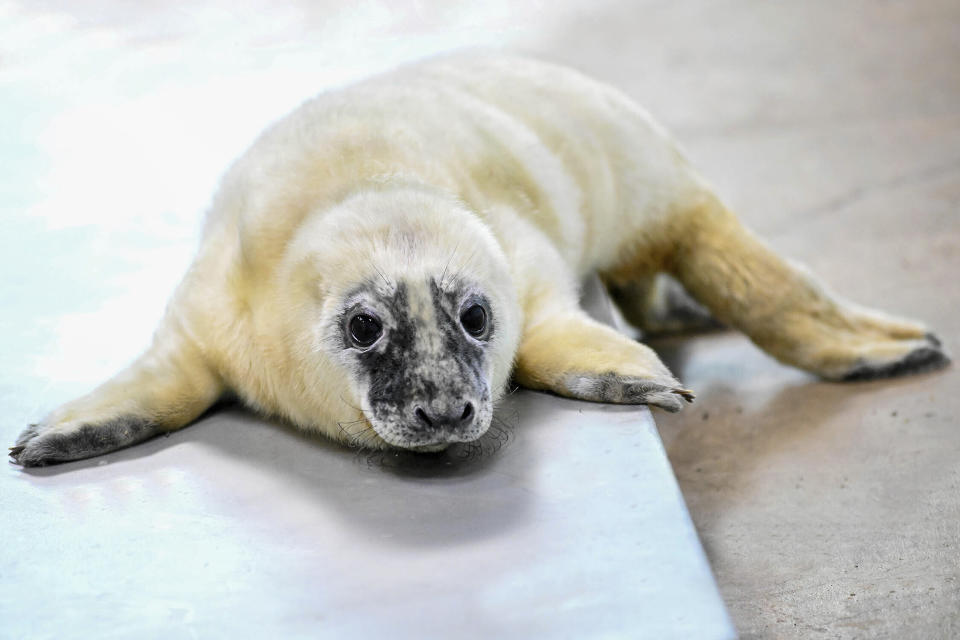 This recent image provided by the Brookfield Zoo shows a male grey seal pup born on Feb. 17, 2024, at the Brookfield Zoo in Brookfield, Ill. Zoo officials say a grey seal found stranded and blind more than a decade ago on an island in Maine has given birth at a Chicago-area zoo and is now “a very attentive mother" to her newborn. (Jim Schulz/Brookfield Zoo via AP)