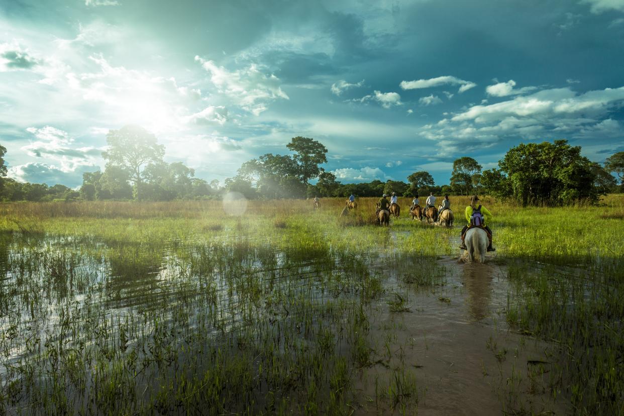 Jaguars skulk throughout the Pantanal wetlands - Frazao Media