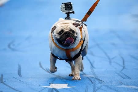 A pet runs during a mini-marathon for dogs in Bangkok, Thailand May 7, 2017. REUTERS/Jorge Silva