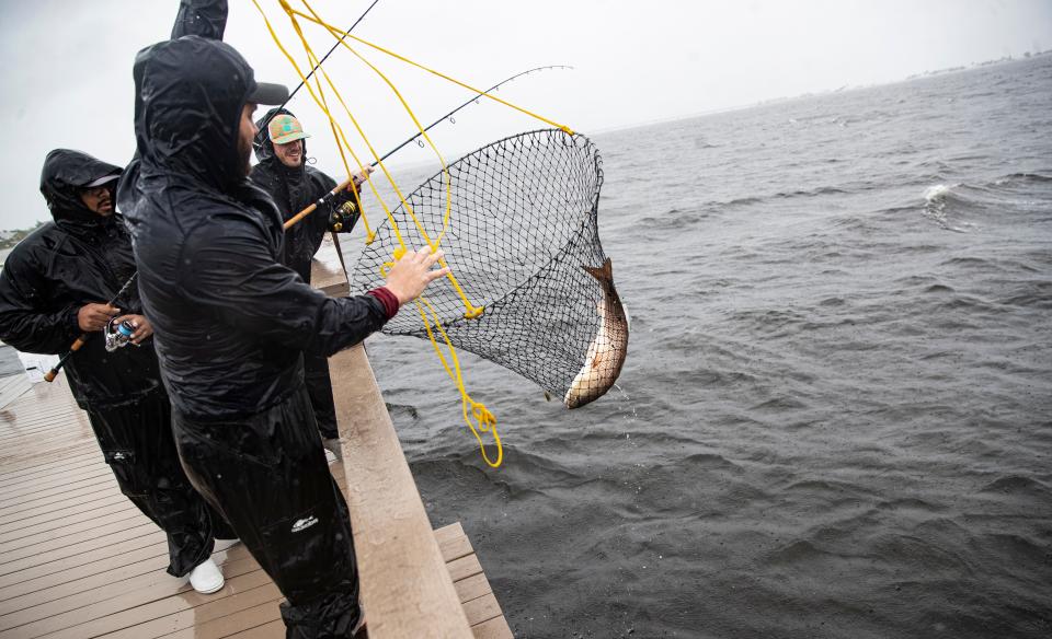 Amit Patel catches a redfish at the Sanibel fishing pier on Tuesday, Sept. 27,  2022 afternoon. Conditions are starting to worsen as Hurricane Ian approaches  the Southwest Florida coast. 