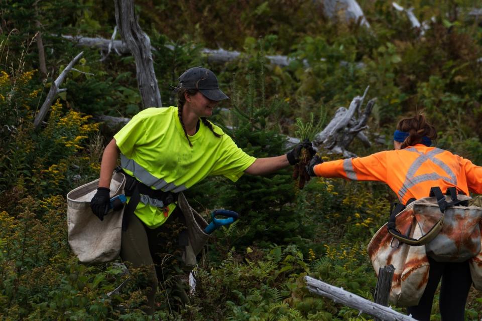 A worker hands over a tree to be planted to her coworker in a remote backcountry location in Gros Morne National Park. 