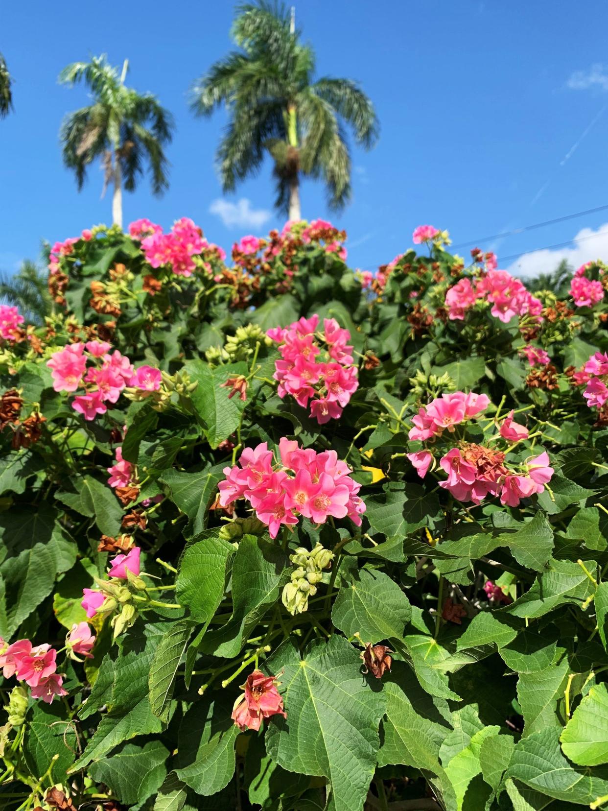 Dombeya blooms during winter months.