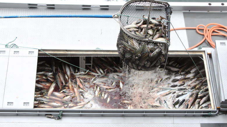 salmon harvest on boat