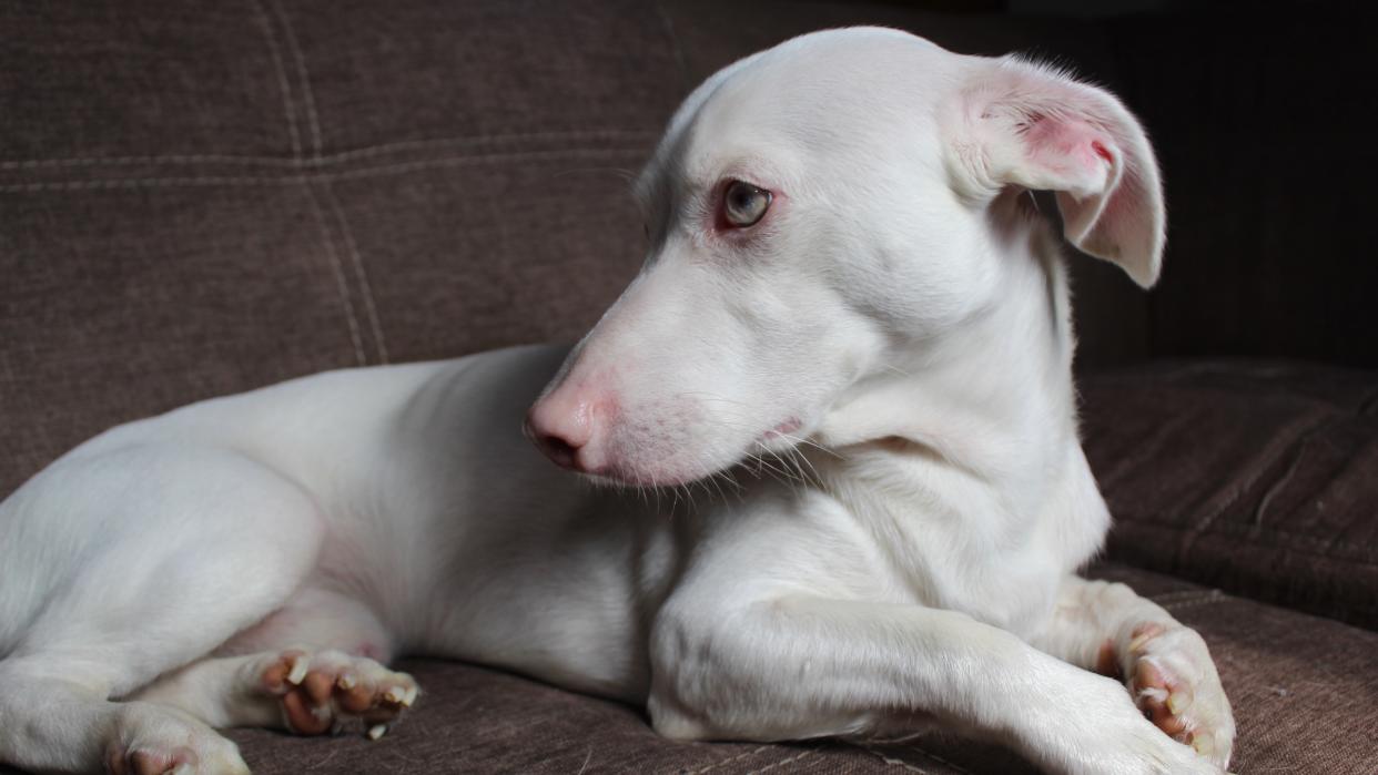 Albino dog looking nervous