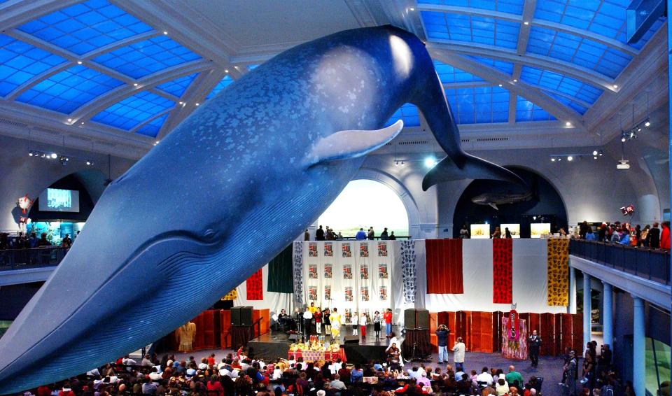 The blue whale in the Milstein Family Hall of Ocean Life at the American Museum of Natural History in New York City in December 2003.