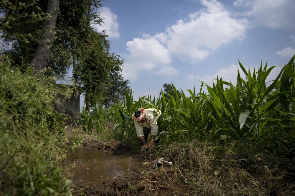 Ratna Raju, a farmer who is part of a collective that practices natural farming, works at his farm in Pedavuppudu village, Guntur district of southern India's Andhra Pradesh state, Monday, Feb. 12, 2024. The soil can absorb more water because it's more porous than pesticide-laden soil which is crusty and dry. (AP Photo/Altaf Qadri)