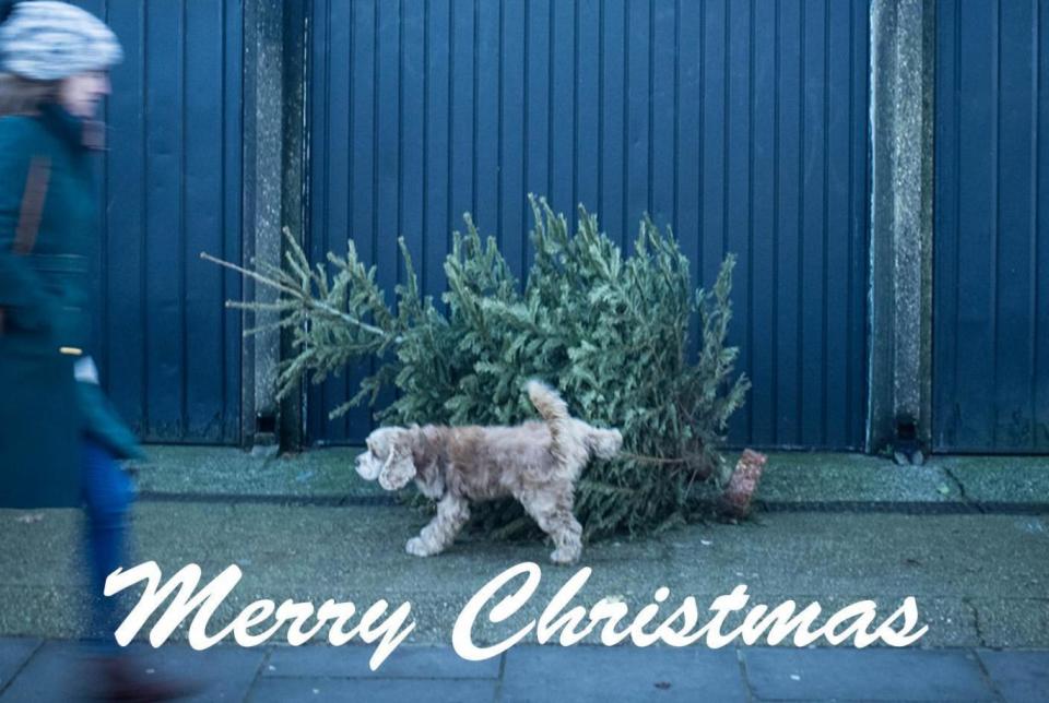 Good cheer: Send your loved ones a picture of a dog weeing on a tree in Raynes Park (Patrick Dalton)