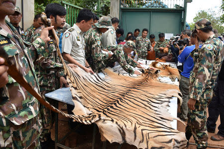 Thai army display a tiger skin found inside Tiger Temple as officials continue moving live tigers from the controversial place, in Kanchanaburi province, west of Bangkok, Thailand, June 2, 2016. Daily News/via REUTERS