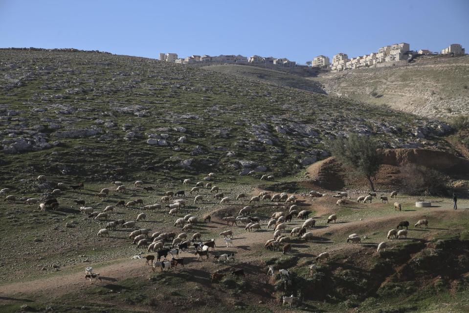 Sheep graze near the Israeli settlement of Maale Adumim, near Jerusalem, Tuesday, Feb. 7, 2017. A Palestinian Cabinet minister on Tuesday called on the international community to punish Israel for a contentious new law, just hours after the Israeli parliament adopted the bill to retroactively legalize thousands of West Bank settlement homes built unlawfully on private Palestinian land.(AP Photo/Oded Balilty)