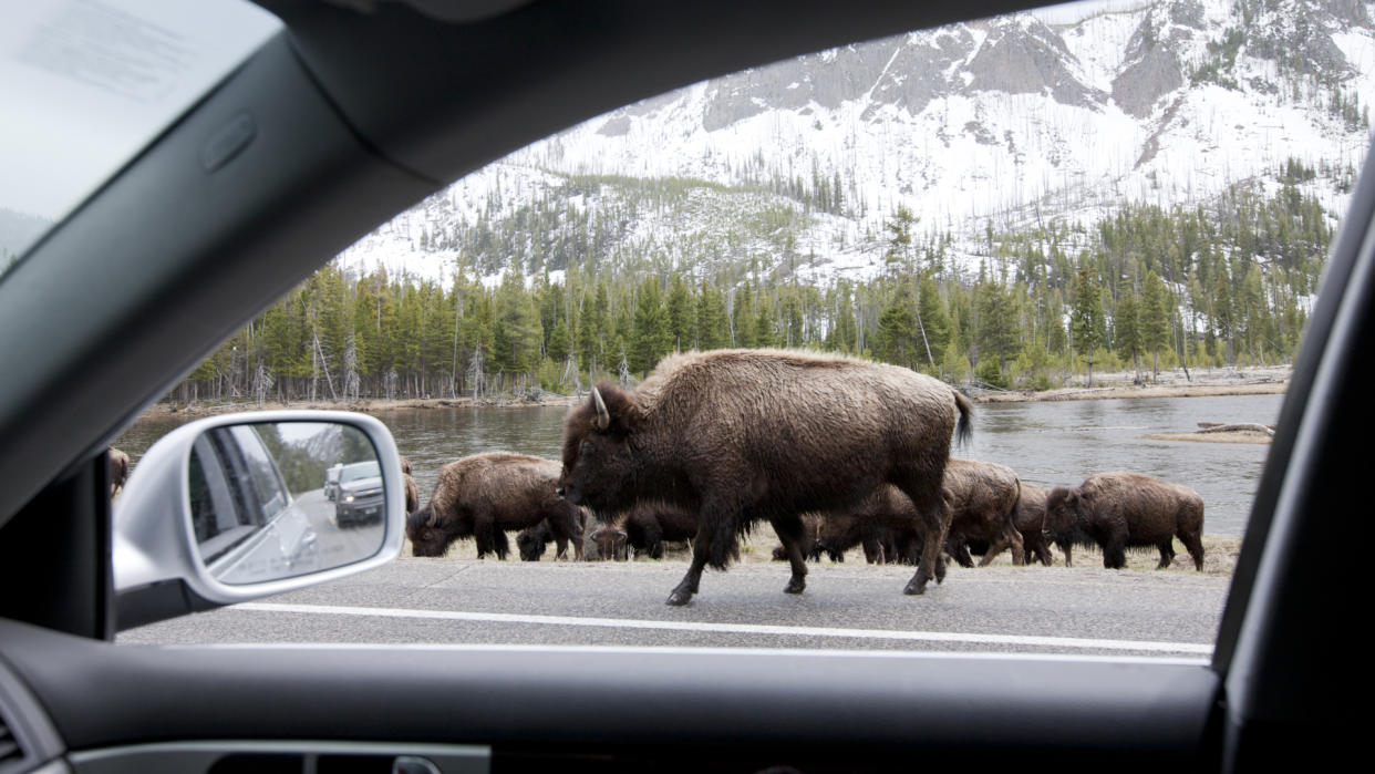  View through window driving past herd of Bison walking along the road in the snow 