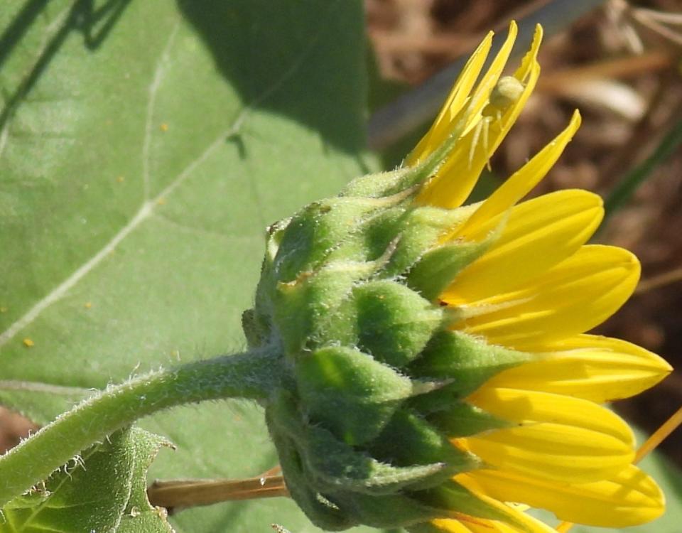 Crab spider on a sunflower. The pale arachnid blends with its surroundings.