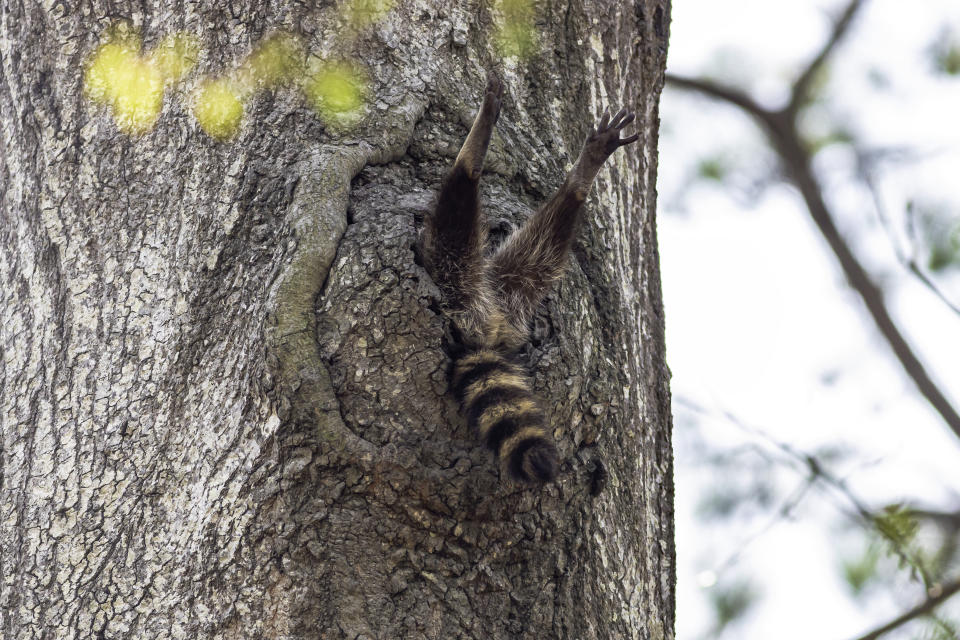 &ldquo;Almost Time to Get Up&rdquo; captures a raccoon in Newport News, Virginia. (Photo: CHARLIE DAVIDSON/Comedy Wildlife Photo Awards 2020)