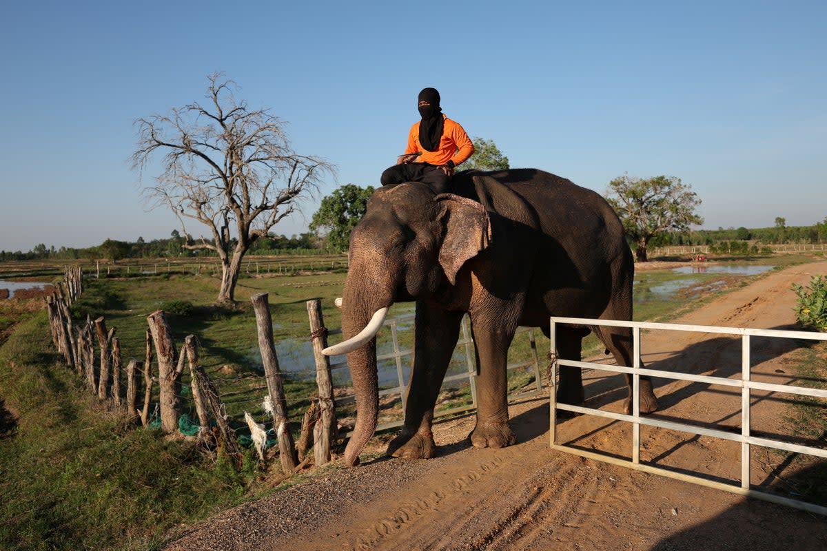 A mahout with his face covered rides on an elephant while training for tourist shows at Ban Ta Klang elephant village in Surin, Thailand (Reuters)