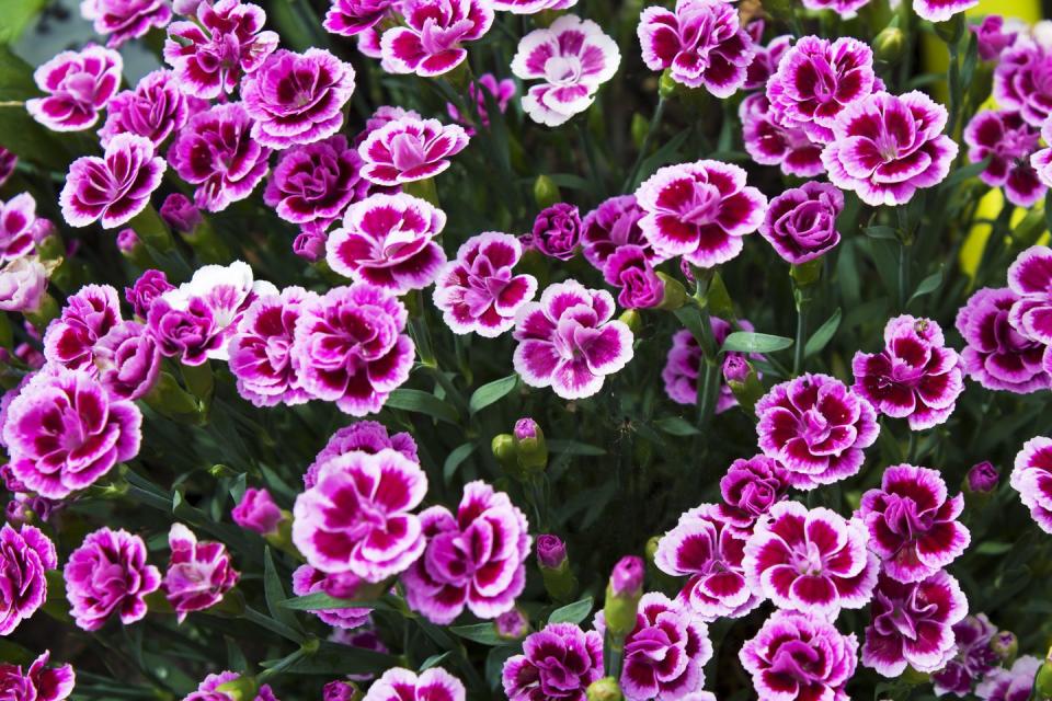 fragrant flowers dianthus