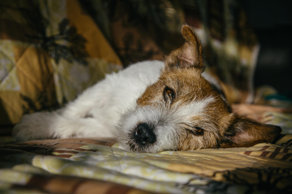 Más de 200 perros en Estados Unidos se han enfermado de una misteriosa enfermedad respiratoria canina que a veces puede convertirse en neumonía. (Getty)