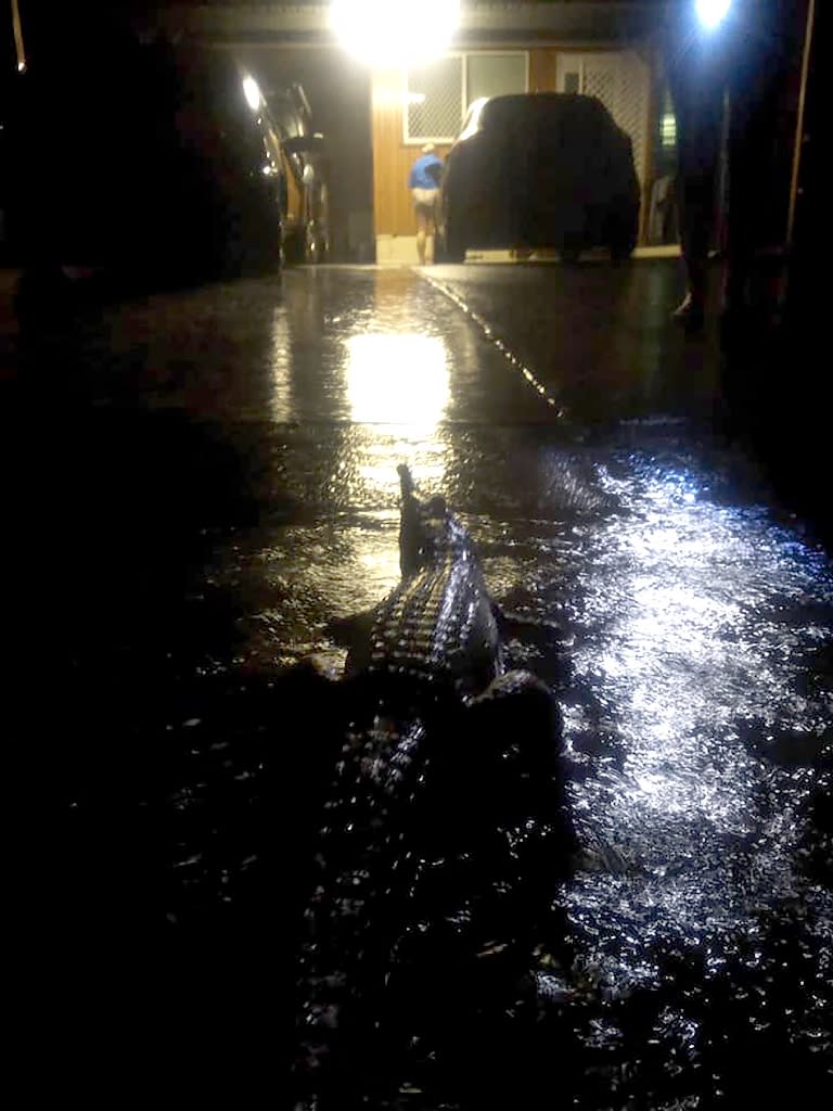 A crocodile crawls towards a home during the floods in Townsville northeast Australia