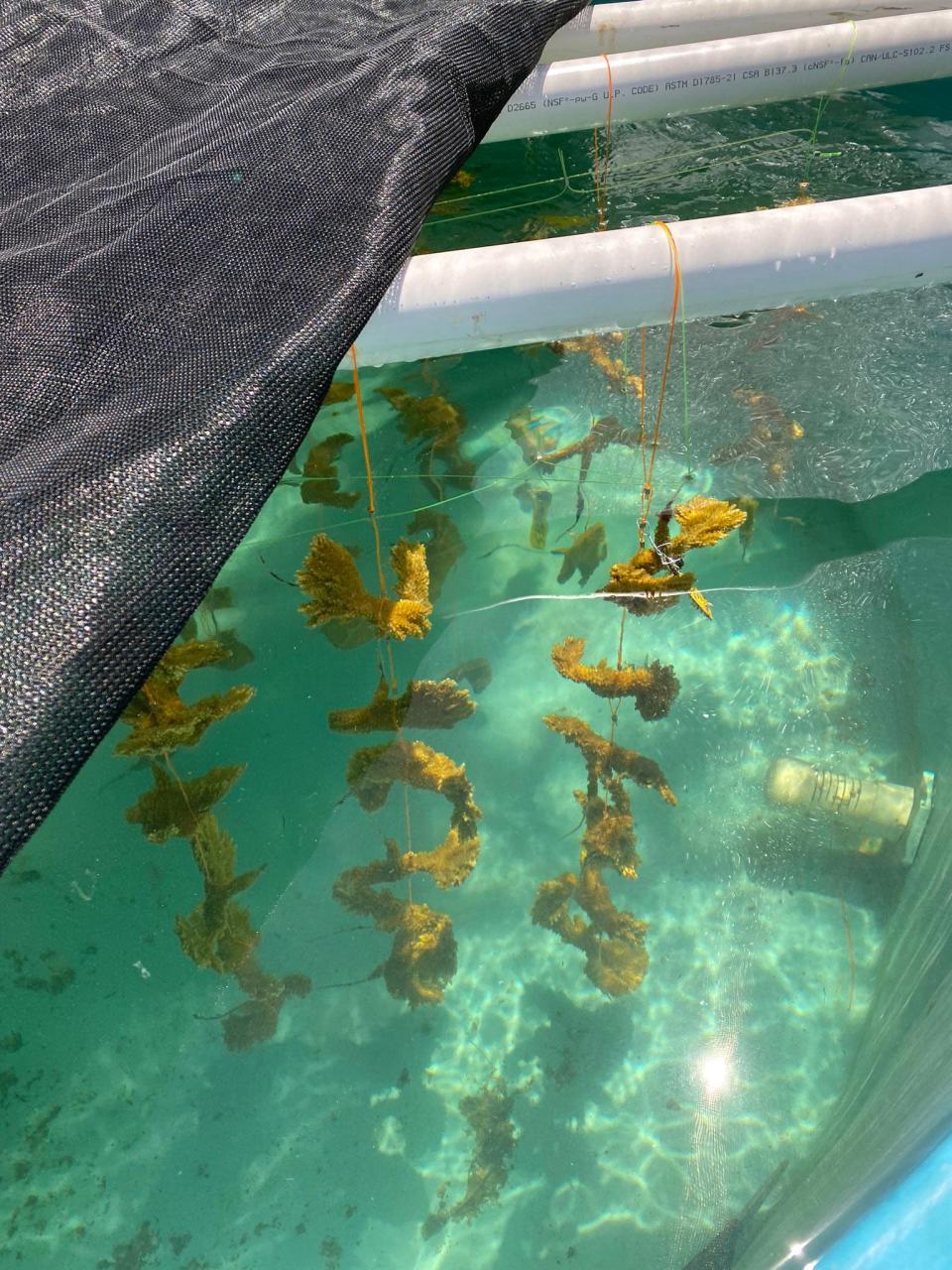 Healthy elkhorn coral from one of Mote Marine Laboratory & Aquarium's underwater nurseries that was relocated to the Elizabeth Moore International Center for Coral Reef Research and Restoration on Summerland Key.