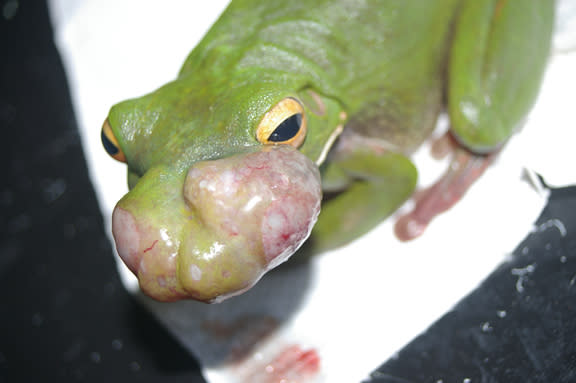 A green tree frog with a cancerous bulge on its face.