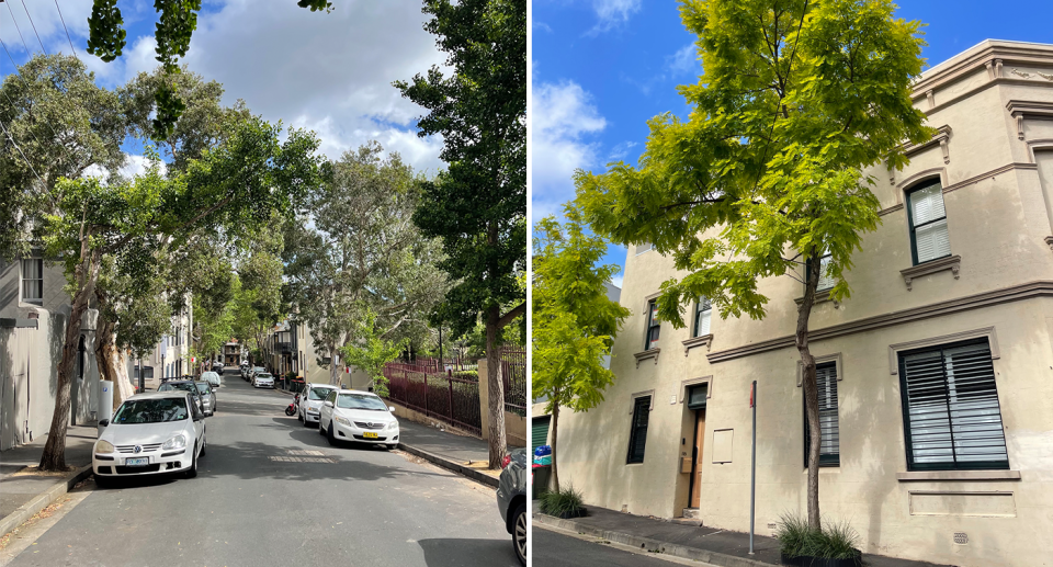 Two images showing diverse native and exotic trees in Sydney.