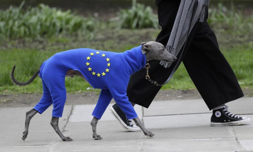 A demonstrator leads a dog wearing a suit in the EU colours.