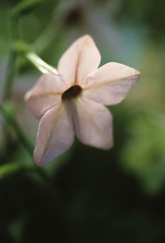 <p>Getty Images/Flowerphotos </p>