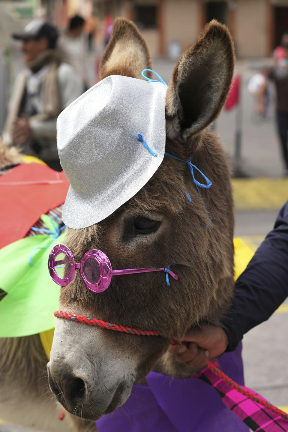Un burro vestido de forma casual aguarda el comienzo de un desfile de asnos disfrazados durante un festival anual de esos equinos en Salcedo, Ecuador, que al final incluye una carrera, el sábado 10 de septiembre de 2022. (AP Foto/Dolores Ochoa)