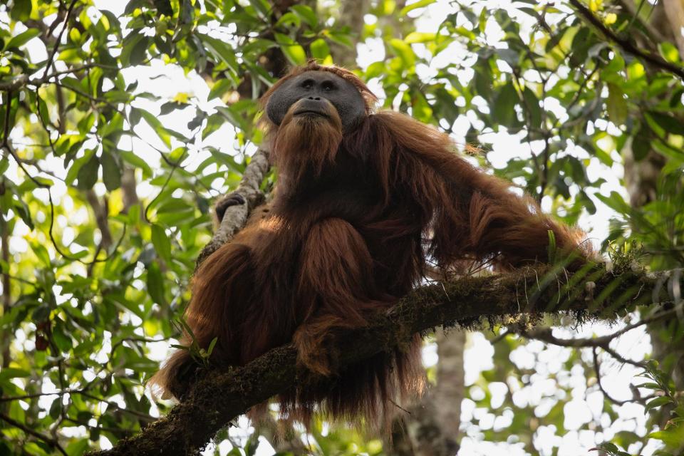 Une nouvelle espèce d’orang-outan découverte