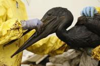 Staff and volunteers work to clean oil off a brown pelican at the International Bird Rescue center in San Pedro, Los Angeles, California, United States, May 22, 2015. REUTERS/Lucy Nicholson