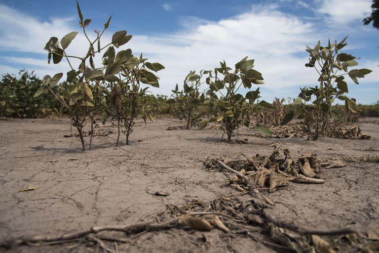 La soja, el cultivo más afectado por la sequía en la pampa húmeda