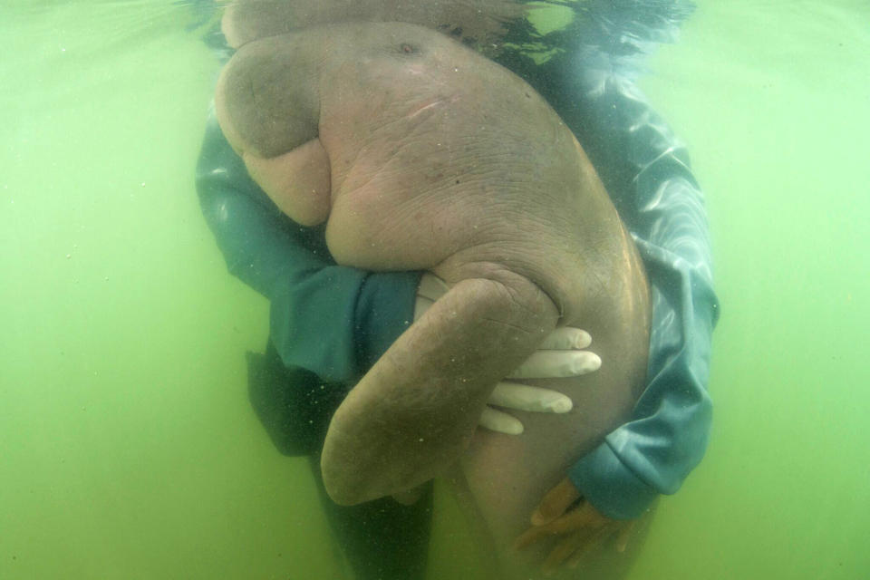 In this Thursday, May 23, 2019, photo, an official of the Department of Marine and Coastal Resources hugs Marium, a baby dugong separated from her mother, near Libong island, Trang province, southern Thailand. The baby dugong that has developed an attachment to humans after getting lost in the ocean off southern Thailand is being nurtured by marine experts in hopes that it can one day fend for itself.(Sirachai Arunrugstichai via AP)