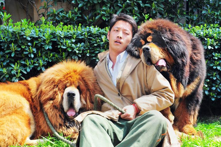 One of the Tibetan mastiffs (L) was sold in China for almost $2 million, a report said on March 19, in what could be the most expensive dog sale ever