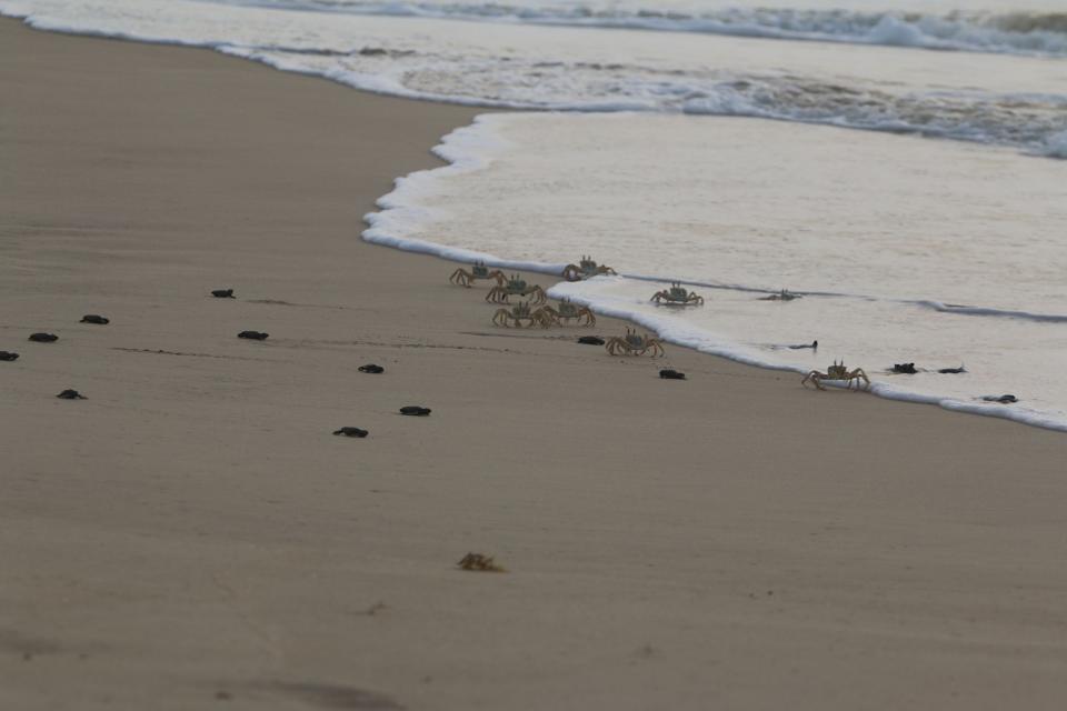 Ghost crabs hunting loggerhead sea turtle hatchlings in Cape VerdeSamir Martins/Bios